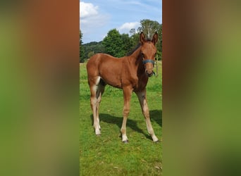 Belgisch Warmbloed, Hengst, veulen (07/2024), Bruin