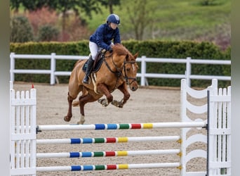 Belgisch Warmbloed, Hengst, Veulen (04/2026), Bruin