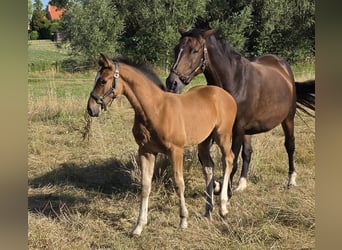 Belgisch Warmbloed, Hengst, Veulen (03/2026), Bruin