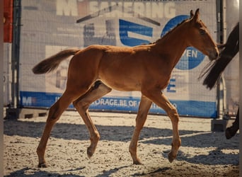 Belgisch Warmbloed, Hengst, Veulen (05/2026), Bruin