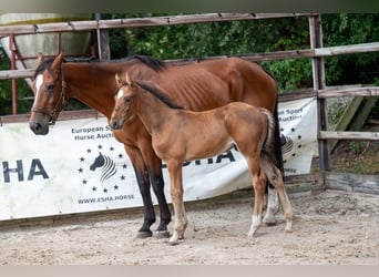 Belgisch Warmbloed, Hengst, veulen (07/2024), Bruin