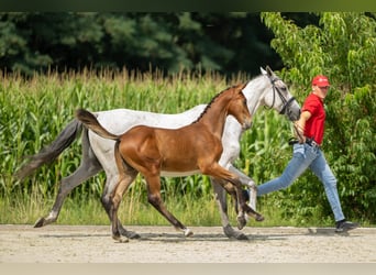 Belgisch Warmbloed, Hengst, Veulen (03/2025), Bruin