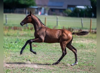 Belgisch Warmbloed, Hengst, Veulen (04/2025), Bruin