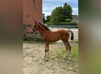 Belgisch Warmbloed, Hengst, Veulen (03/2025), Bruin