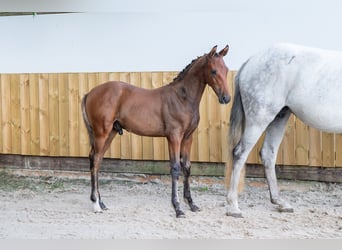 Belgisch Warmbloed, Hengst, Veulen (04/2025), Bruin