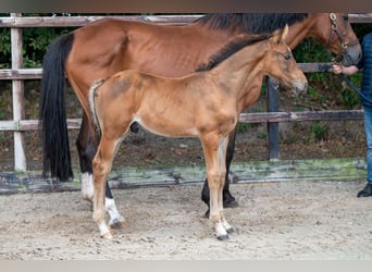 Belgisch Warmbloed, Hengst, veulen (07/2024), Bruin