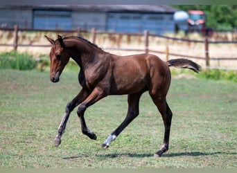 Belgisch Warmbloed, Hengst, Veulen (04/2025), Bruin