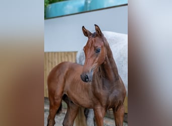 Belgisch Warmbloed, Hengst, Veulen (04/2025), Bruin