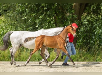Belgisch Warmbloed, Hengst, Veulen (03/2025), Bruin