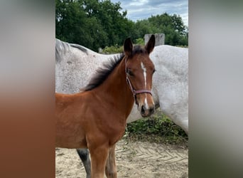 Belgisch Warmbloed, Hengst, Veulen (03/2025), Bruin