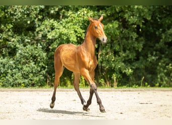 Belgisch Warmbloed, Hengst, Veulen (03/2025), Bruin