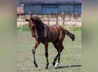 Belgisch Warmbloed, Hengst, Veulen (04/2025), Bruin