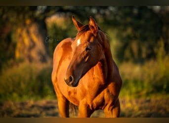 Belgisch Warmbloed, Hengst, Veulen (04/2025), Bruin