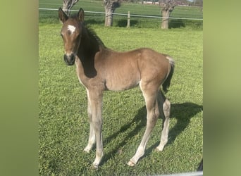 Belgisch Warmbloed, Hengst, Veulen (04/2026), Champagne