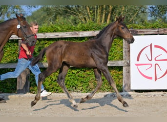 Belgisch Warmbloed, Hengst, veulen (06/2024), Donkerbruin