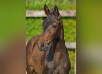 Belgisch Warmbloed, Hengst, veulen (06/2024), Donkerbruin