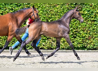 Belgisch Warmbloed, Hengst, veulen (04/2024), Donkerbruin