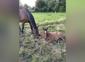 Belgisch Warmbloed, Hengst, veulen (04/2024), Donkerbruin