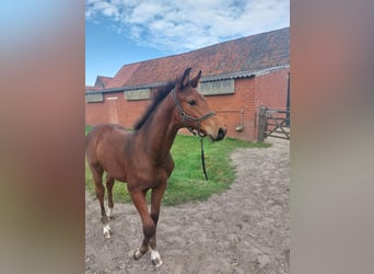 Belgisch Warmbloed, Hengst, veulen (06/2024), Donkerbruin