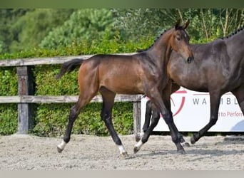 Belgisch Warmbloed, Hengst, veulen (04/2024), Donkerbruin