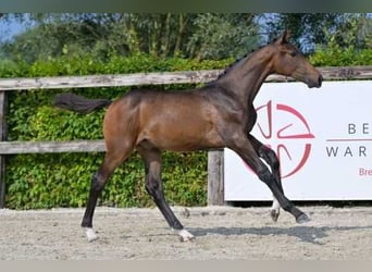 Belgisch Warmbloed, Hengst, veulen (04/2024), Donkerbruin