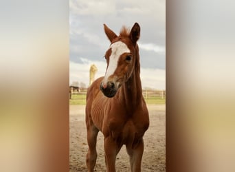 Belgisch Warmbloed, Hengst, , Donkere-vos