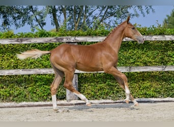 Belgisch Warmbloed, Hengst, veulen (04/2024), Donkere-vos