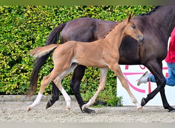 Belgisch Warmbloed, Hengst, veulen (06/2024), Donkere-vos