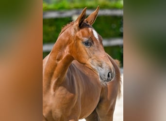 Belgisch Warmbloed, Hengst, veulen (05/2024), Donkere-vos