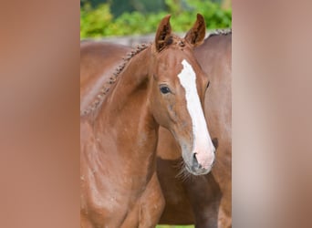 Belgisch Warmbloed, Hengst, veulen (04/2024), Donkere-vos