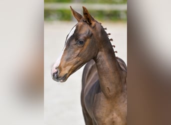 Belgisch Warmbloed, Hengst, veulen (06/2024), Donkere-vos