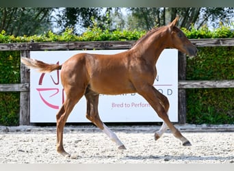 Belgisch Warmbloed, Hengst, veulen (05/2024), Donkere-vos