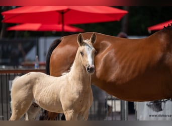 Belgisch Warmbloed, Hengst, Veulen (06/2026)