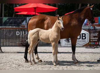 Belgisch Warmbloed, Hengst, Veulen (06/2026)