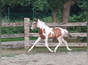 Belgisch Warmbloed, Hengst, Veulen (05/2025)