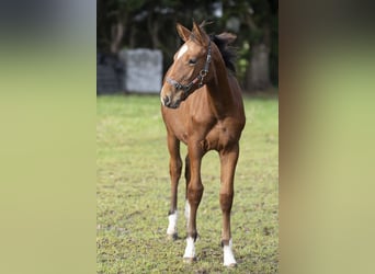 Belgisch Warmbloed, Hengst, veulen (06/2023), Lichtbruin