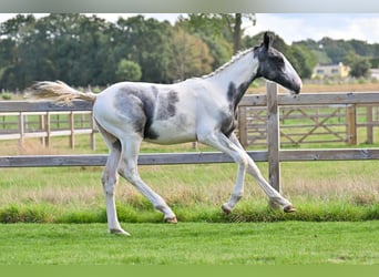 Belgisch Warmbloed, Hengst, Veulen (04/2026), Overo-alle-kleuren