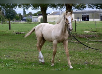 Belgisch Warmbloed, Hengst, Veulen (05/2025), Palomino