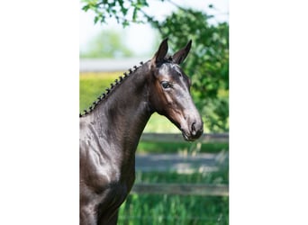 Belgisch Warmbloed, Hengst, Veulen (03/2026), Palomino
