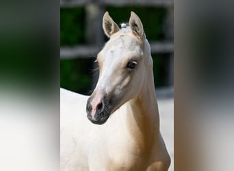 Belgisch Warmbloed, Hengst, veulen (04/2024), Palomino