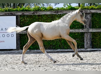 Belgisch Warmbloed, Hengst, veulen (04/2024), Palomino