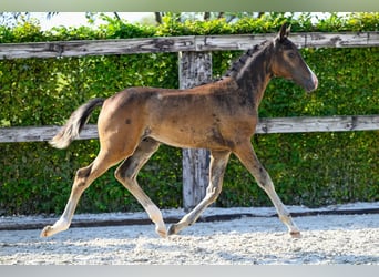 Belgisch Warmbloed, Hengst, veulen (06/2024), Roodbruin