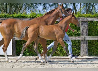 Belgisch Warmbloed, Hengst, veulen (06/2024), Roodbruin