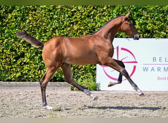 Belgisch Warmbloed, Hengst, veulen (05/2024), Roodbruin