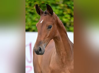 Belgisch Warmbloed, Hengst, veulen (05/2024), Roodbruin