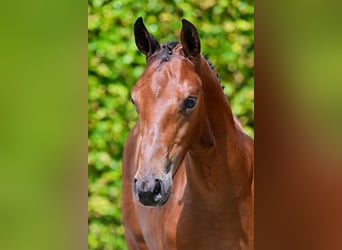 Belgisch Warmbloed, Hengst, veulen (04/2024), Roodbruin