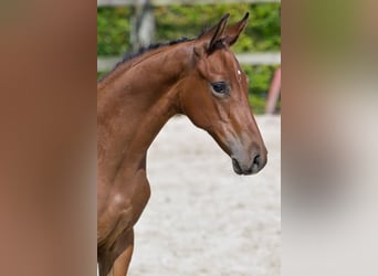 Belgisch Warmbloed, Hengst, veulen (06/2024), Roodbruin