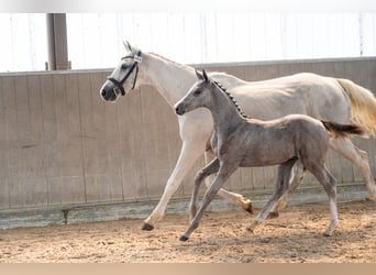Belgisch Warmbloed, Hengst, Veulen (04/2026), Schimmel
