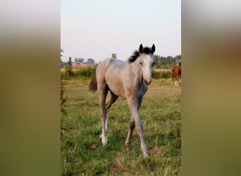 Belgisch Warmbloed, Hengst, Veulen (04/2026), Schimmel