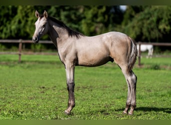 Belgisch Warmbloed, Hengst, Veulen (04/2026), Schimmel